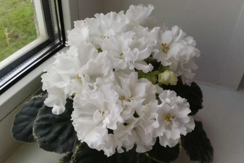 Фіалка «Ян» Фіалка «Ян»