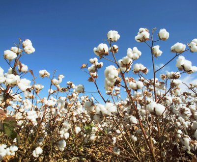 В США засуха завдає шкоди урожаю бавовни