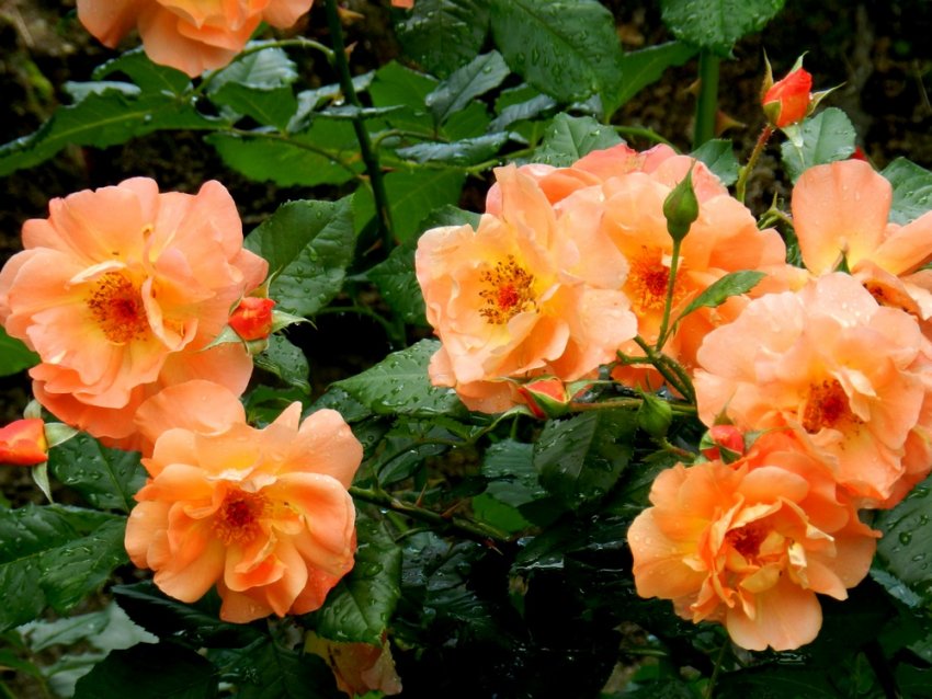 Полив і обприскування вестерленда Полив і обприскування вестерленда