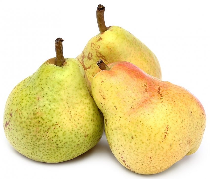 Груші Vilmos Груші Vilmos