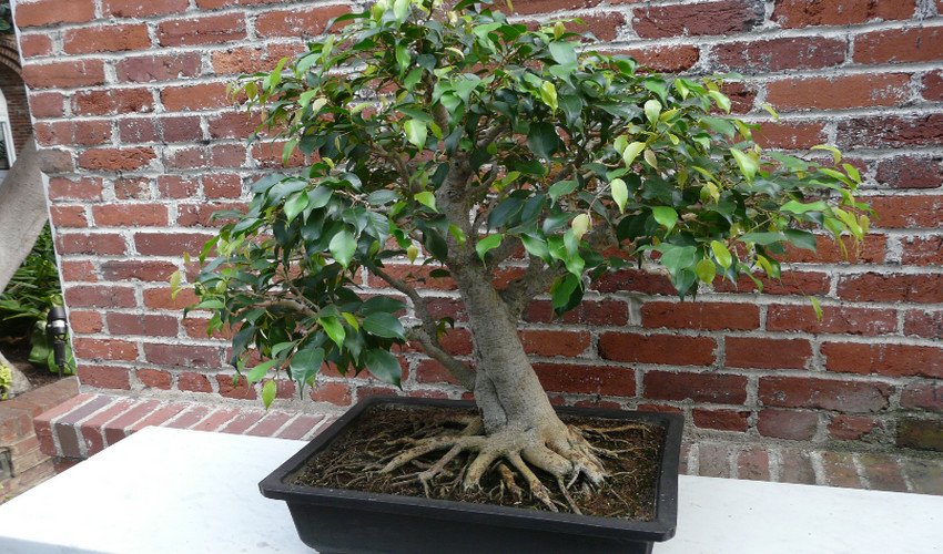 Формування крони фікуса