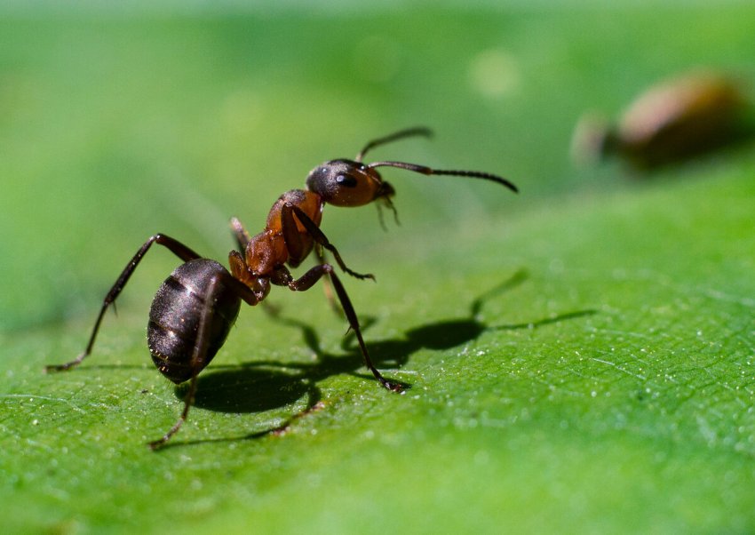 Мураха Мураха