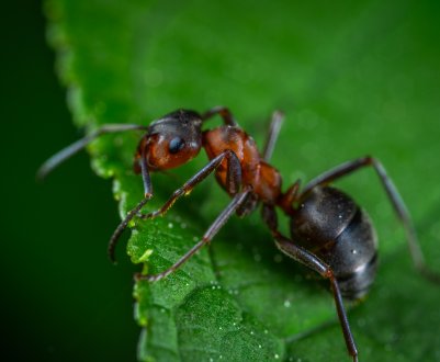 Як позбутися від мурахів на ділянці: хімічні та народні засоби
