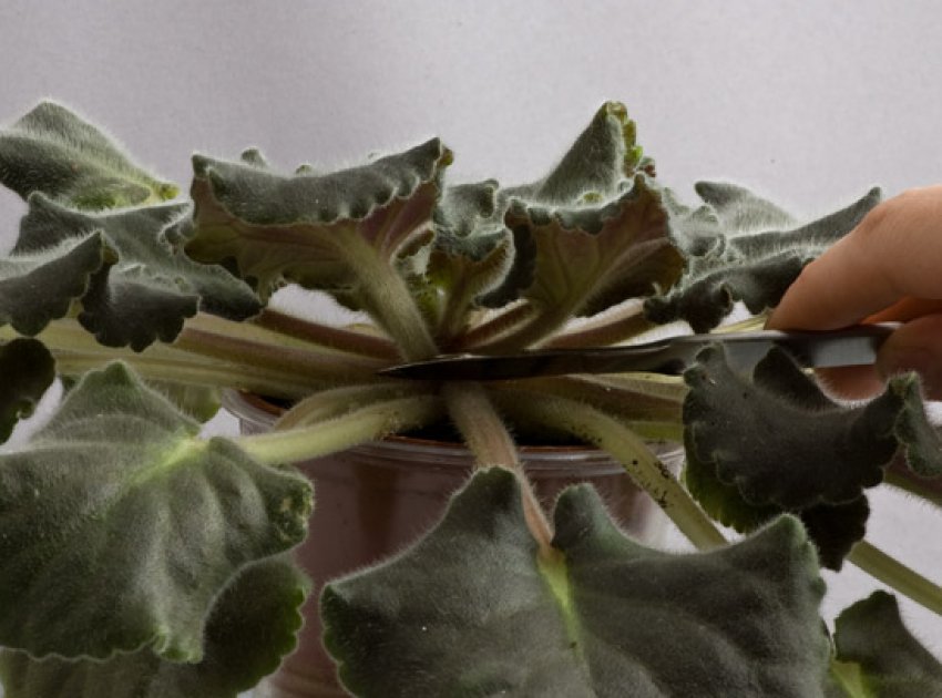 Обрізка Обрізка