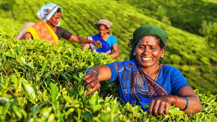 Збір чаю в Індії Збір чаю в Індії
