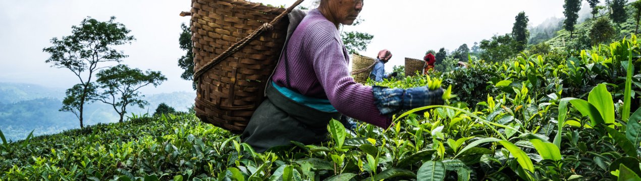 В чайній промисловості Ассаму за півроку повідомляється про втрату врожаю в 5,5 млн кг