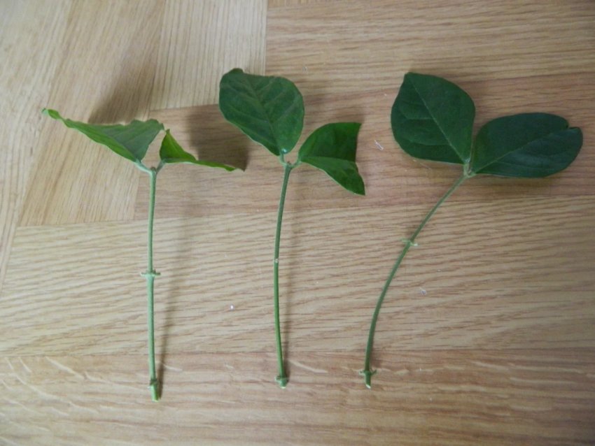 На кожному пагоні повинно бути не менше двох пар листочків