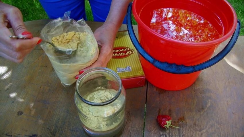 Горчичный настой Горчичный настой