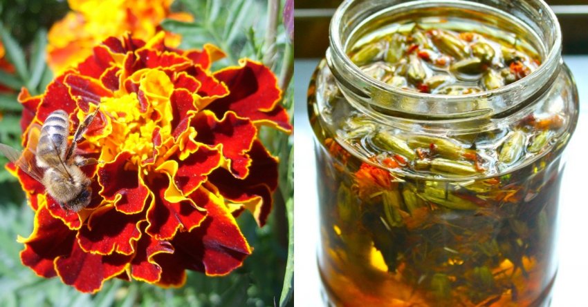 Настой из бархатцев Настой из бархатцев