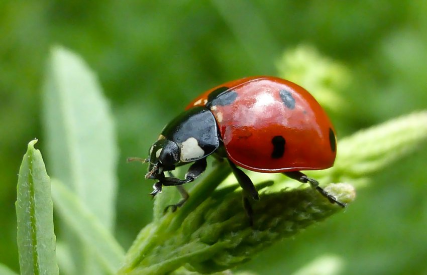 Божа коровка Божа коровка