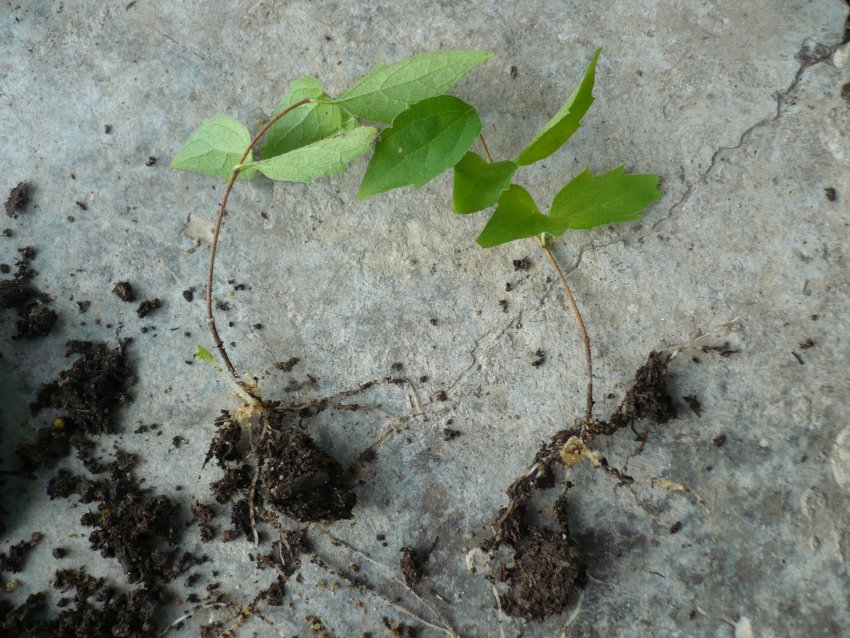 Заготовлені одревеснілі пагони в довжину повинні складати приблизно 20 с