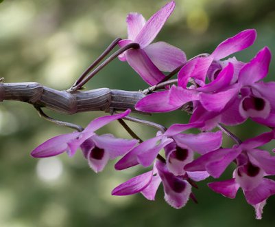 У рослин жовтіє листя: причини і лікування