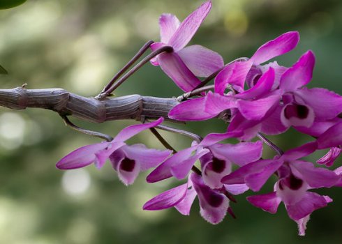У рослин жовтіє листя: причини і лікування