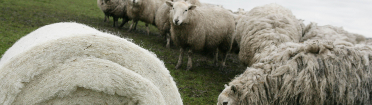 Правительство Фолклендських островів підтримує фермерів, купуючи 50% невідпроданої вовни