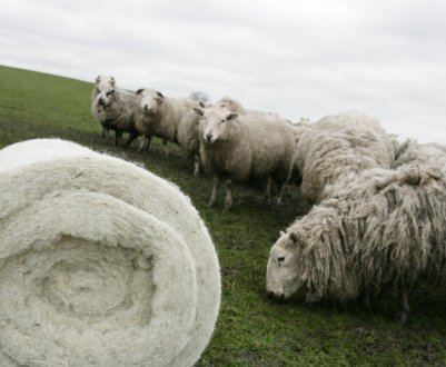 Правительство Фолклендських островів підтримує фермерів, купуючи 50% невідпроданої вовни