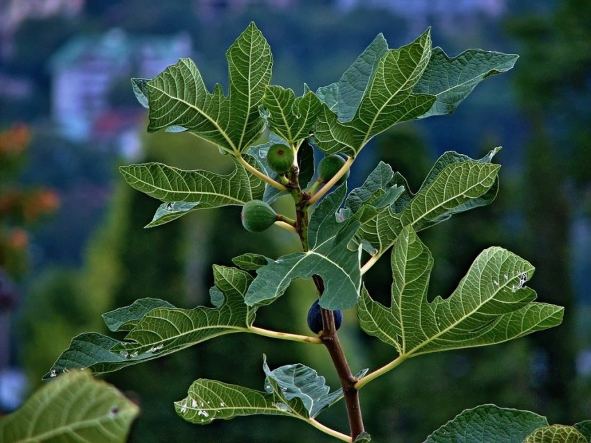 Фіґове дерево Фіґове дерево