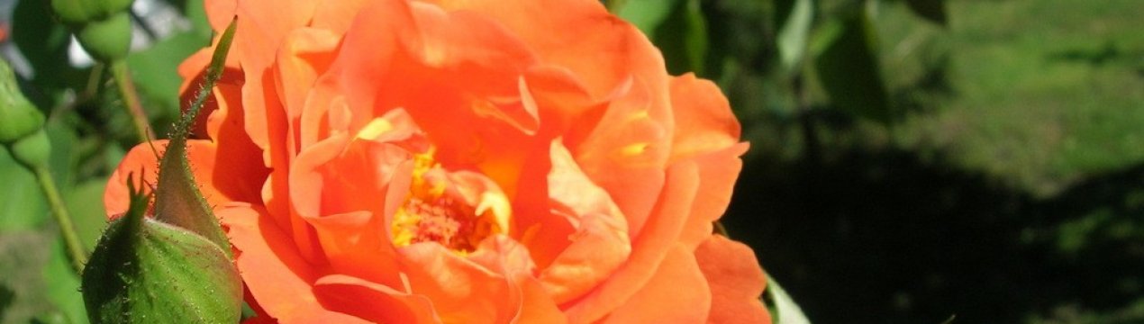 Троянда «Вестерленд»: вирощування і догляд в домашніх умовах