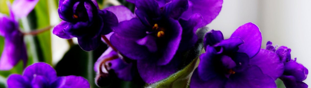 Особливості посадки і вирощування фіалки в домашніх умовах