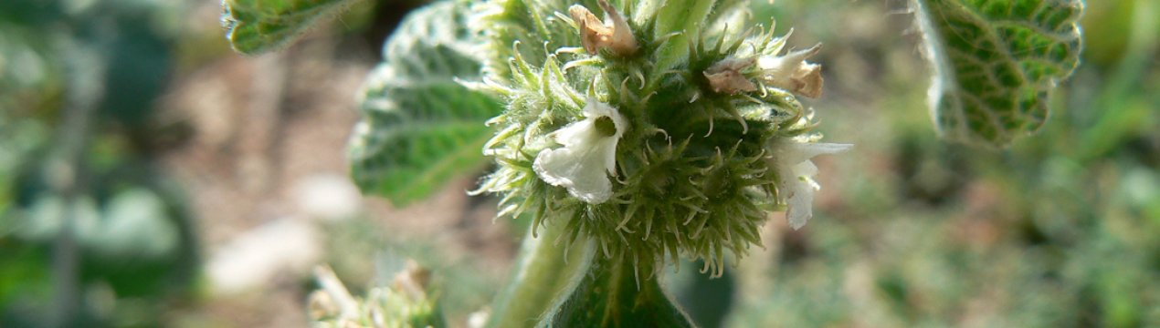 Шандра: пряна трава з ароматом апельсина та яблука