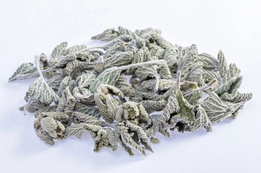 Шандра звичайна сушена Шандра звичайна сушена