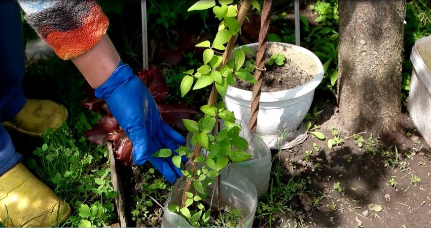 Добрива для клематисів