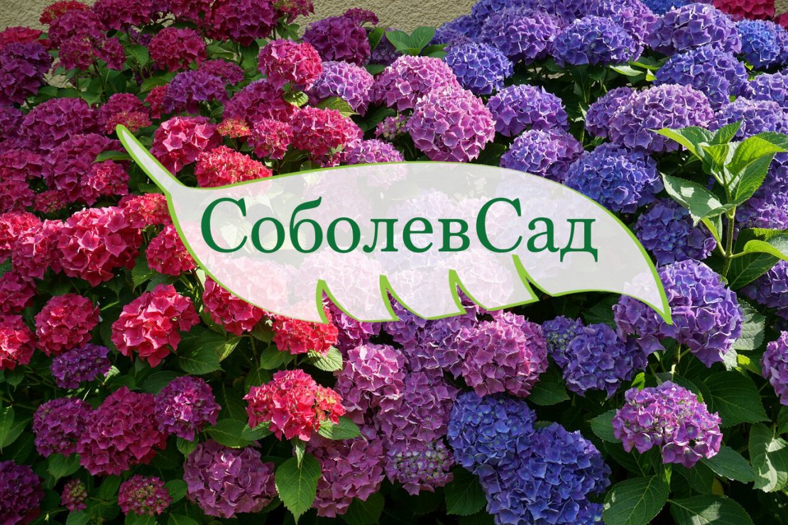 «Соболев Сад»