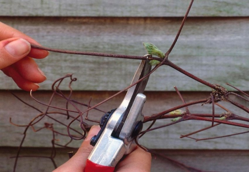 Планове позначення клематисів