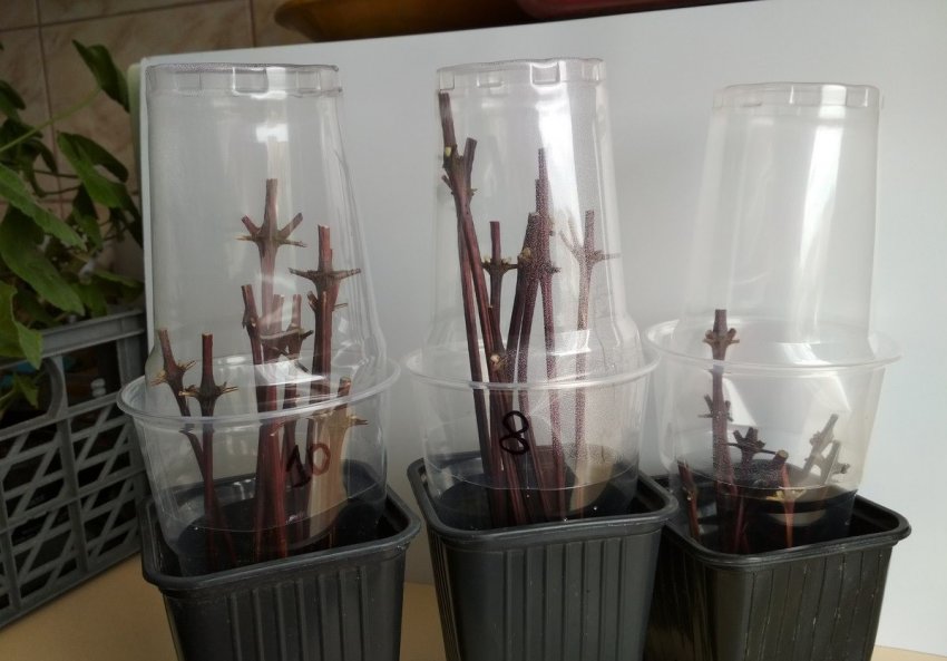 Черенки повинні мати довжину понад 20 см