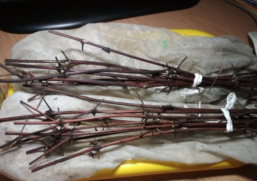 Саджанець повинен бути понад 70 см у довжину