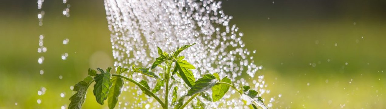 Засоби захисту городу від спеки: вода, тінь і біла глина