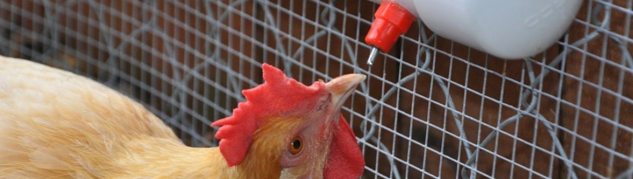 Як зробити автопоїлка для курей своїми руками