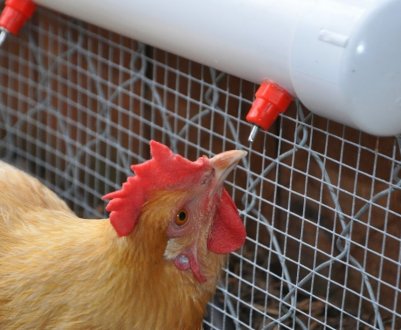 Як зробити автопоїлка для курей своїми руками