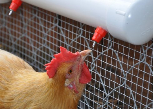 Як зробити автопоїлка для курей своїми руками