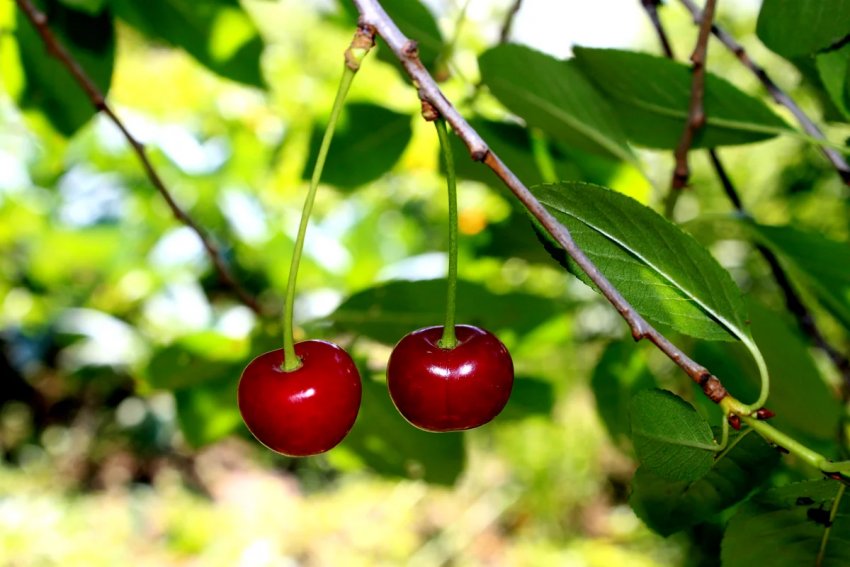 Ягоды вишни Ягоды вишни