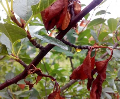 Хвороба вишні продовжує знищувати сади в долині Якіма, США