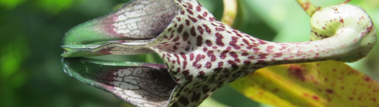 Церопегія: догляд в домашніх умовах