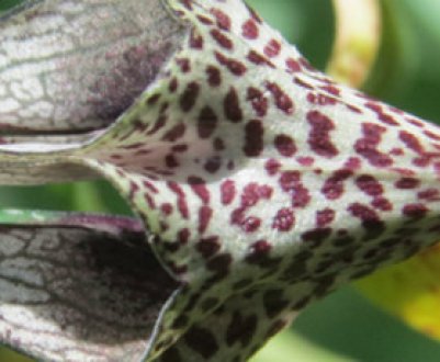 Церопегія: догляд в домашніх умовах