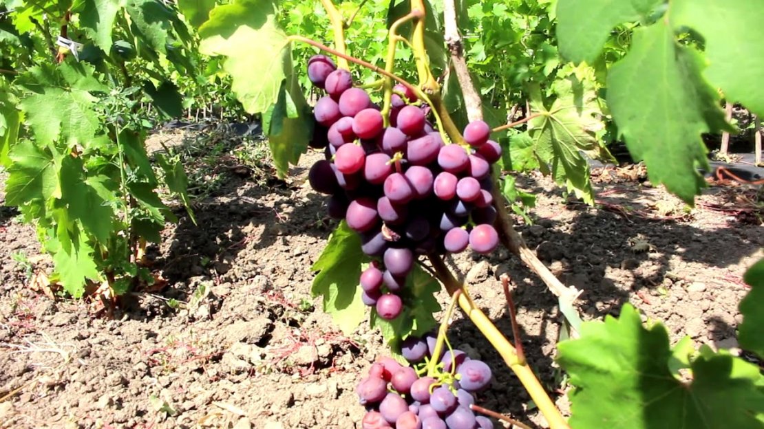  «lviv-grapes» - 0