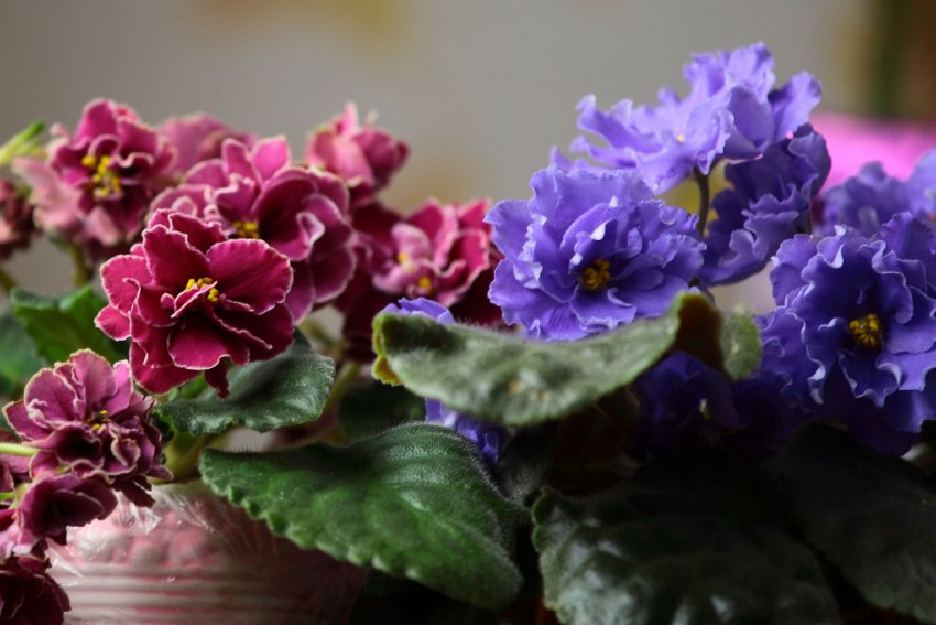 Фіалки Фіалки