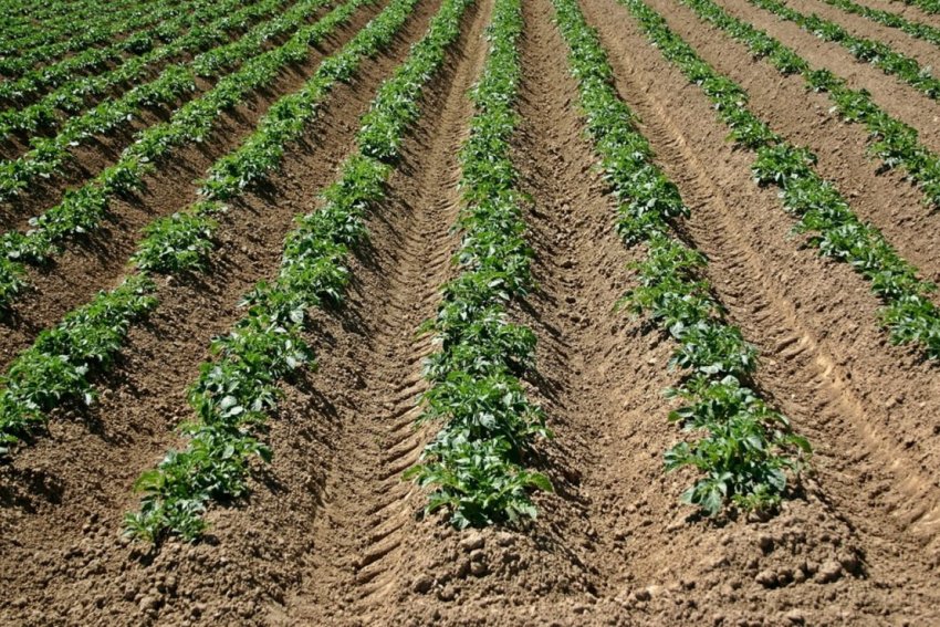 Окучування