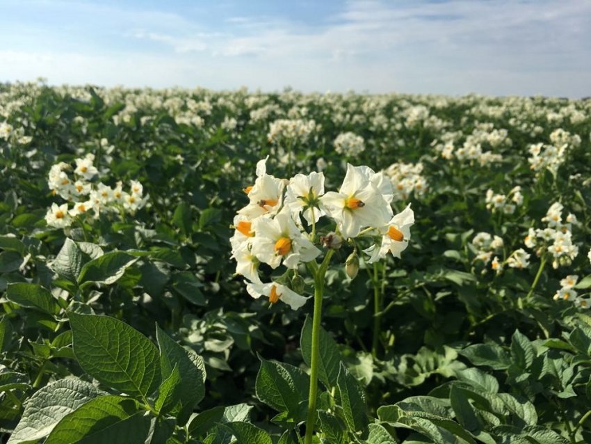 Цвітіння картоплі