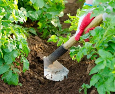 Хитрості окучування картоплі