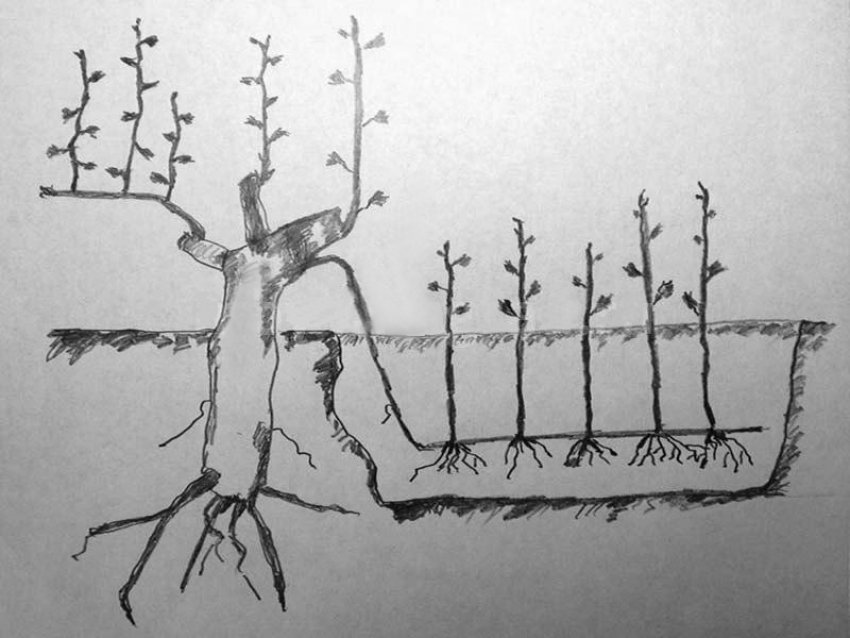 Розмноження дівочого винограду відводками Розмноження дівочого винограду відводками