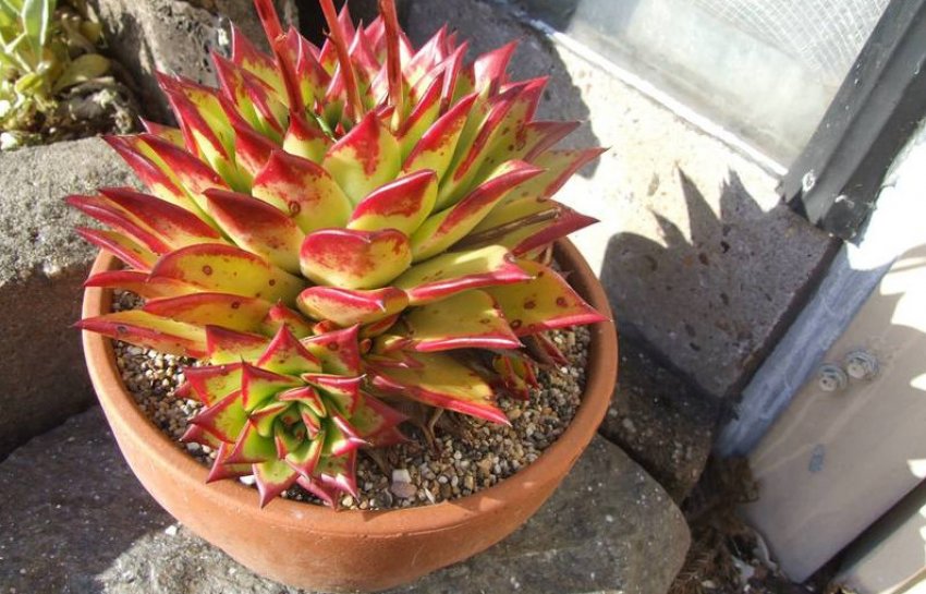 Эхеверія агавовидная Эхеверія агавовидная