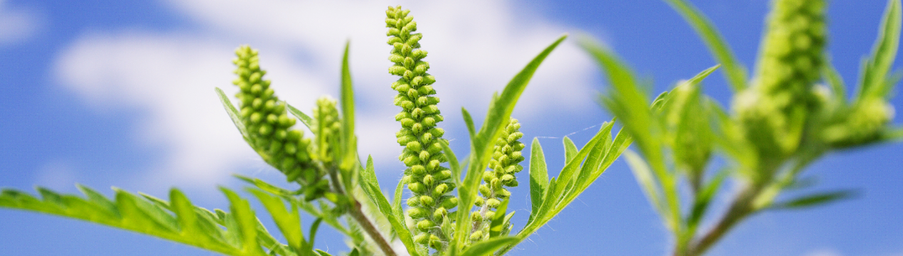 Число районів, заражених амброзією, зменшується
