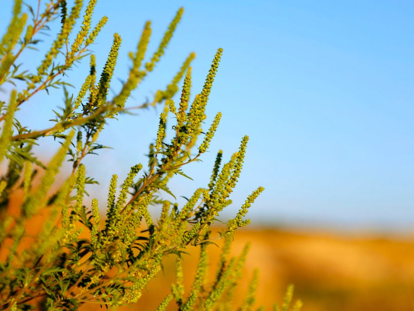 Кількість районів, заражених амброзією, зменшується Кількість районів, заражених амброзією, зменшується