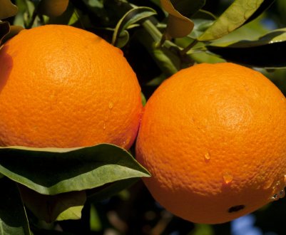 ЄС відкидає більше поставок цитрусових з шкідниками, ніж у минулому році