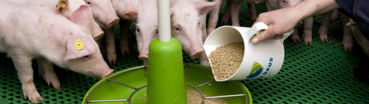 Японський рецепт корму, який робить свиней здоровими