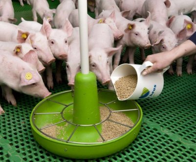 Японський рецепт корму, який робить свиней здоровими