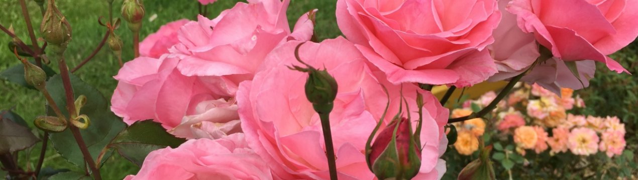 Рози грандифлора: 12 кращих популярних сортів